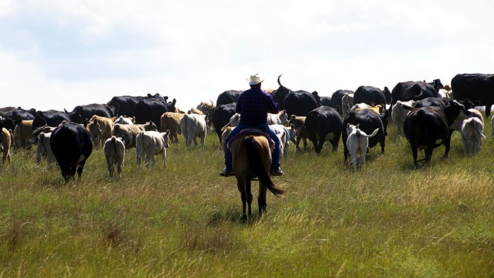 Study: Ranchers with drought plans make some pivotal moves sooner