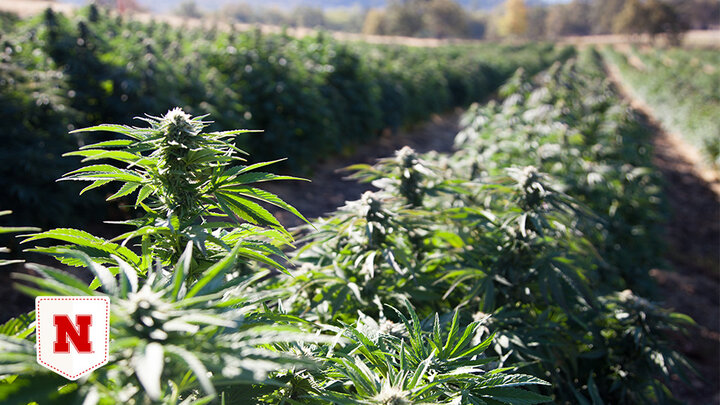 Rows of hemp are grown on a farm. 